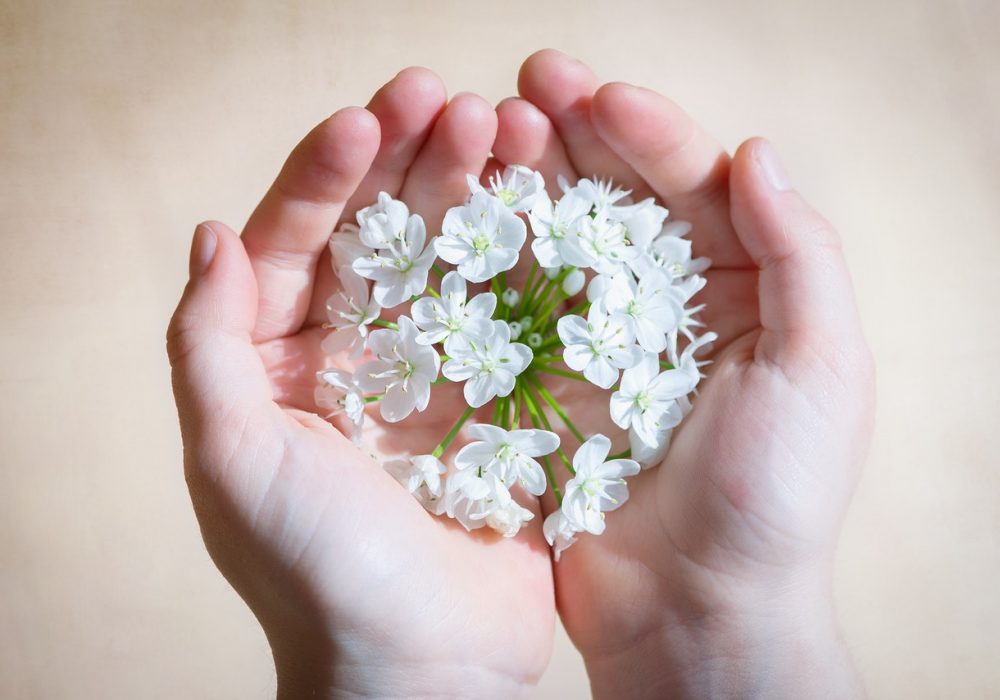 white flower on human hands